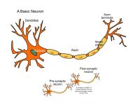 EN001 Neuron